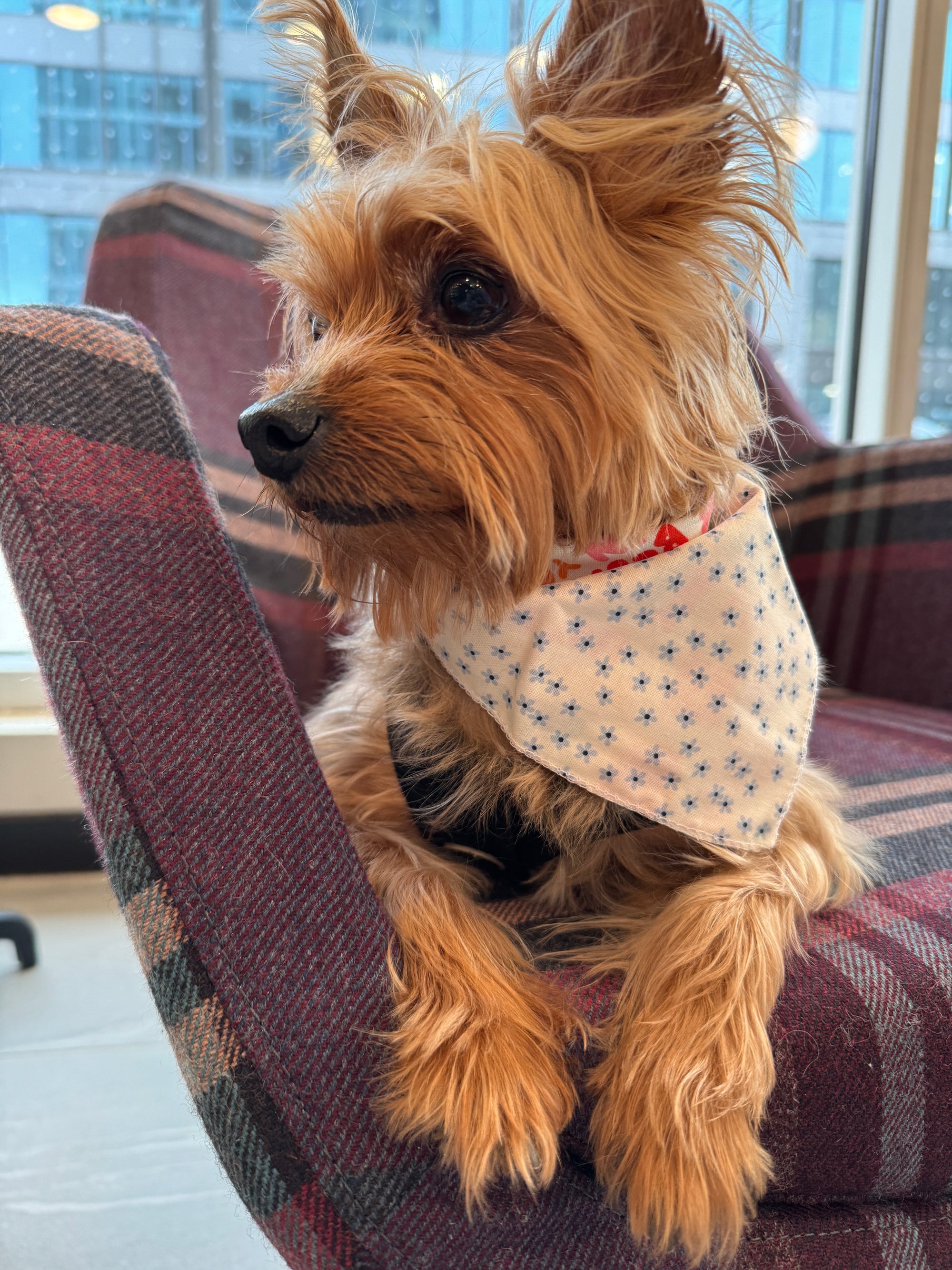 Empowerment Pet Bandana