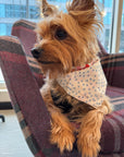 Empowerment Pet Bandana