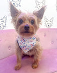 Spread Love and Kindness Pet Bandana