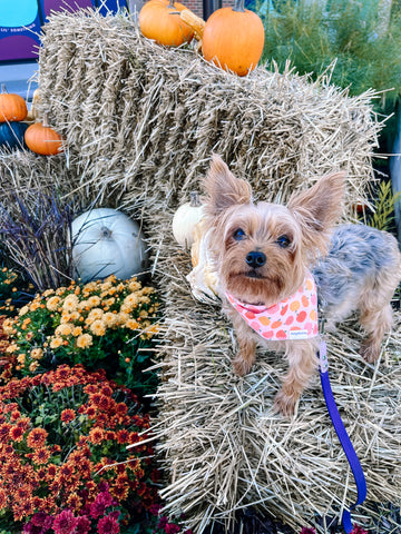 Pumpkin Pet Bandana