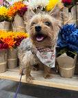 Fall Pup-Cups | Pet Bandana