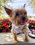 Fall Pup-Cups | Pet Bandana