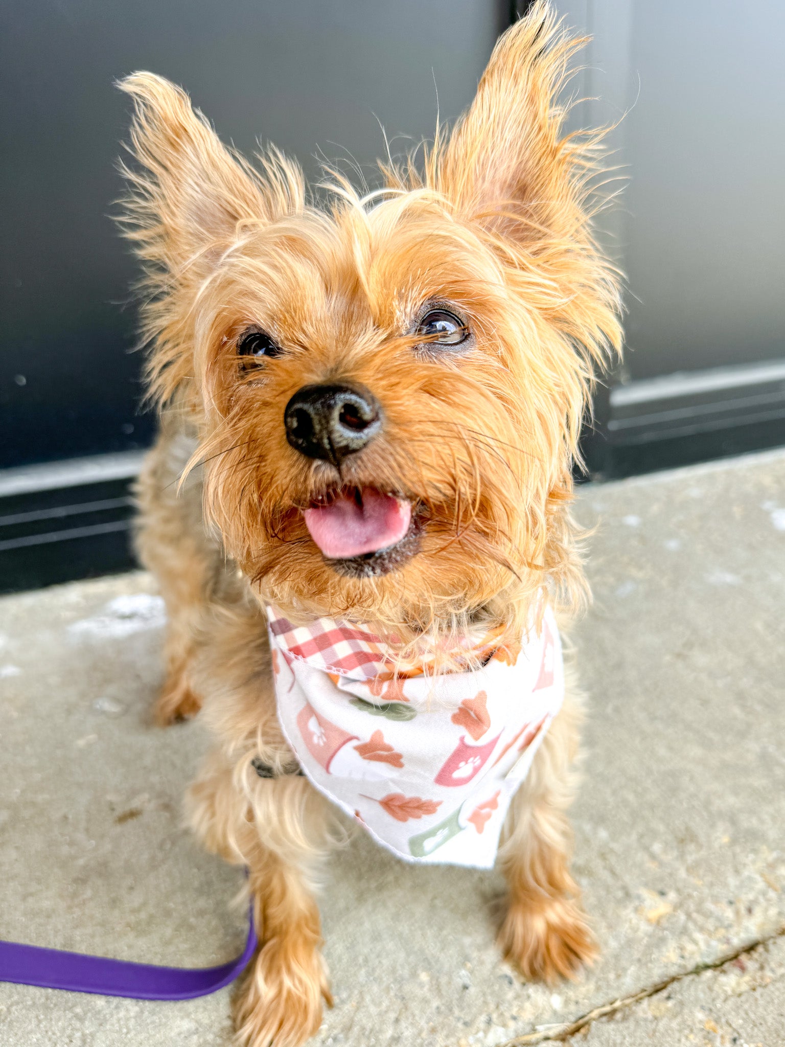 Fall Pup-Cups | Pet Bandana