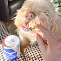 Snickerpoodle Chewies Dog Treats